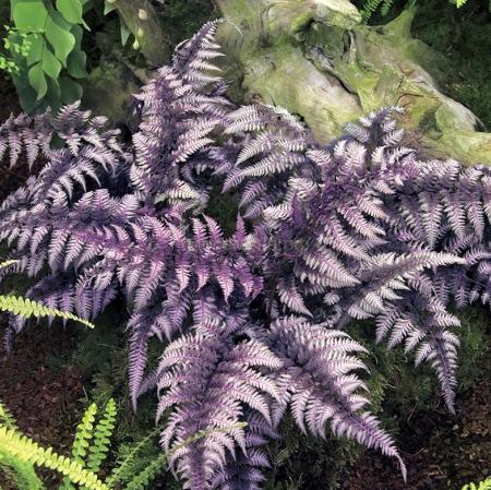 папоротник луковицы