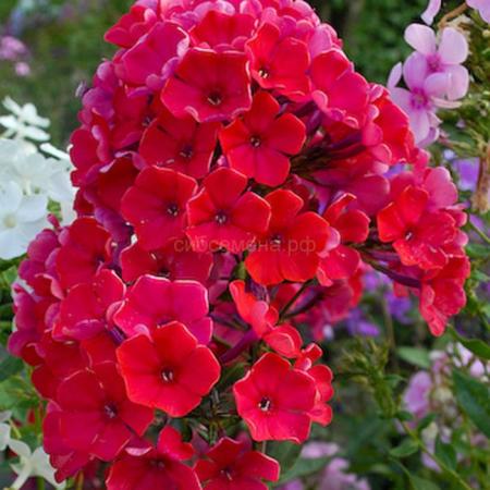 оптовая база цветов луковичных. семена тюльпанов на луковицу. голландские тюльпаны луковицы. луковицы нарцисс d12 5шт. луковицы цветов на садоводе.